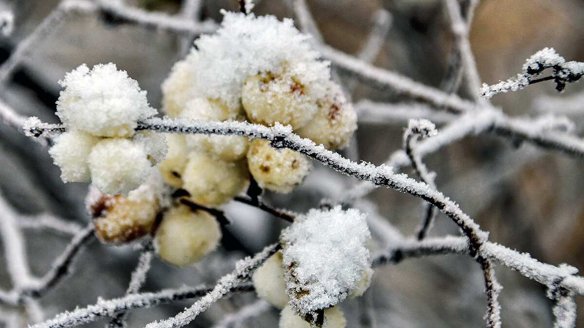 Зимние ягоды - Alexandеr P
