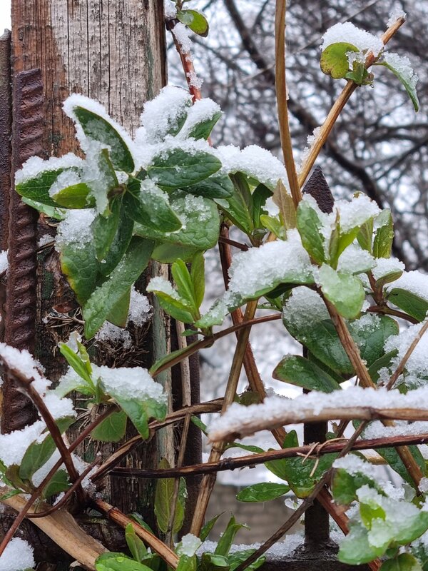 Мокрый снег... - Наталья Мокрый снег... - Наталья