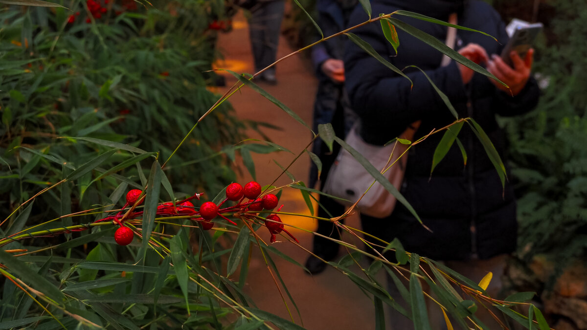 Зарисовка из Аптекарьского Огорода - юрий поляков