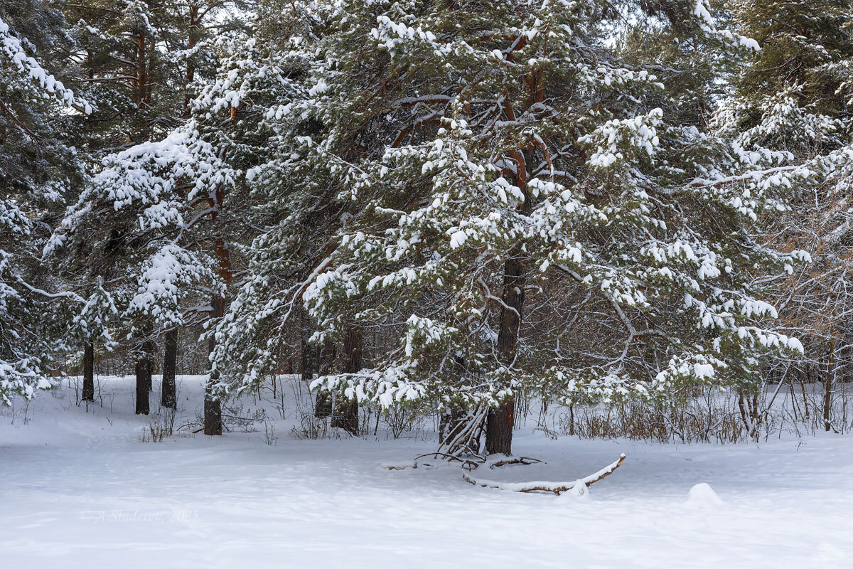 Снежные ветки - Александр Синдерёв