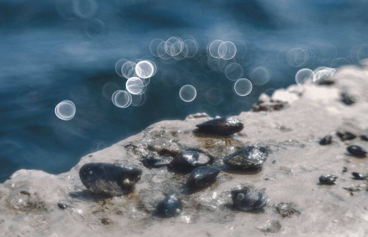 Души Керченских мидий. - Анатолий Щербак