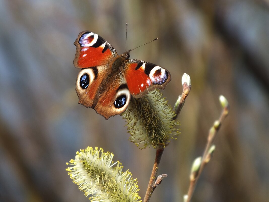 *** - Зоя Мишина