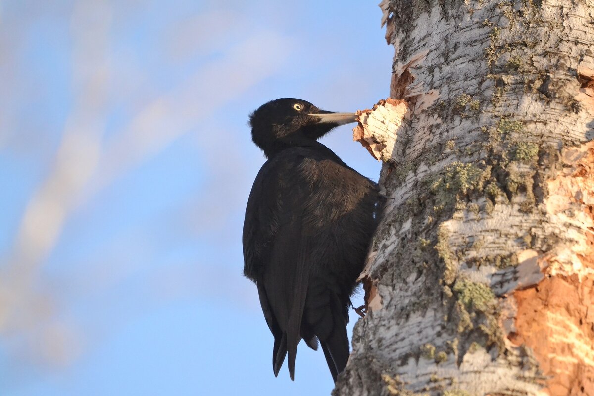Желна - Солоненко Лидия Желна - Солоненко Лидия
