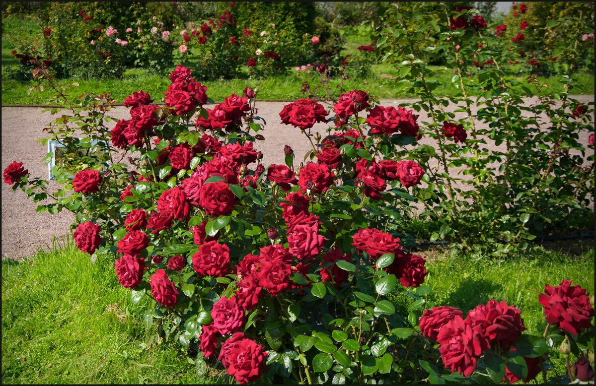 Розы Петергофа - lady v.ekaterina Розы Петергофа - lady v.ekaterina