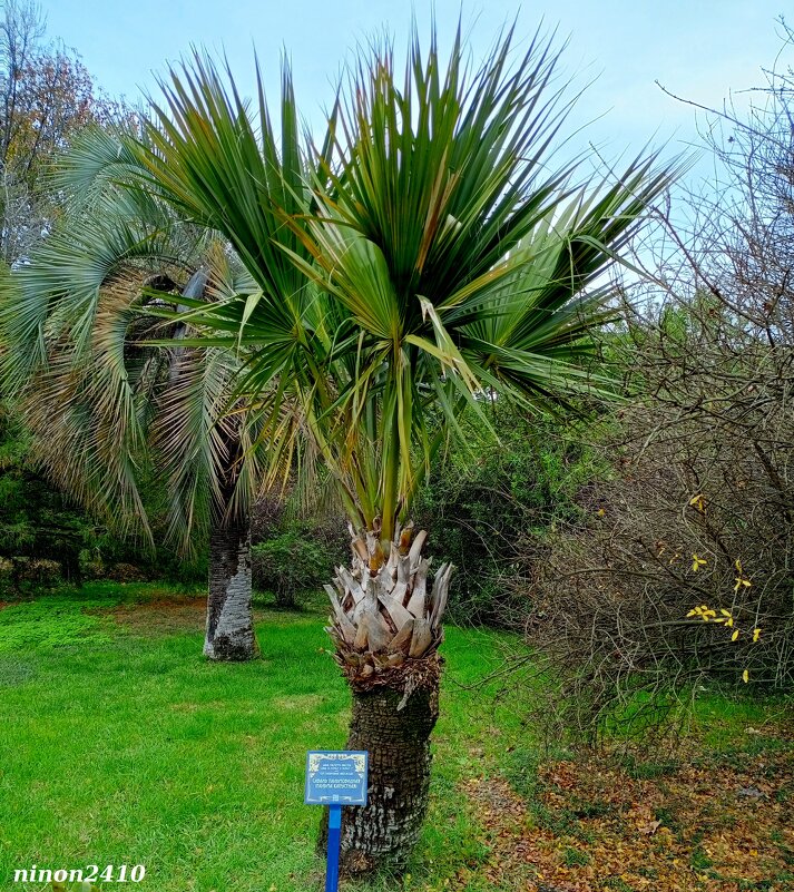 Адлер. Дендропарк "Южные культуры" - Нина Бутко