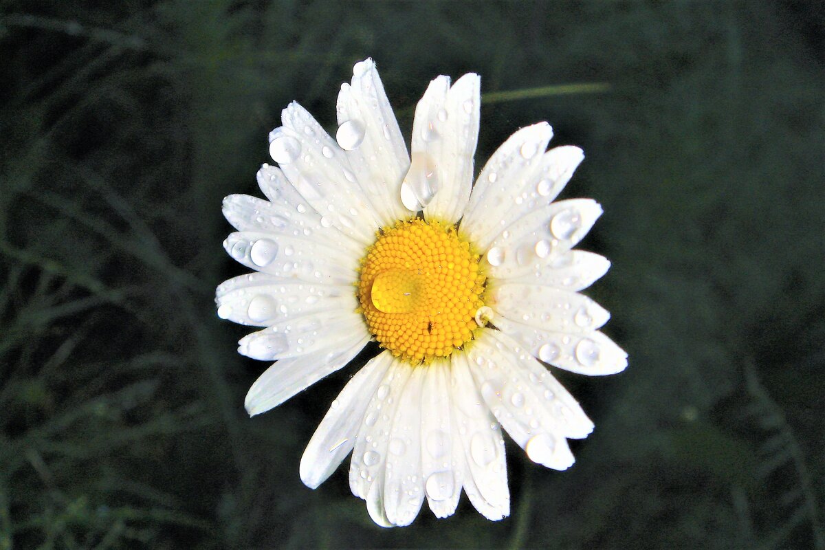 ***после дождя*** - Olga Oskolkova