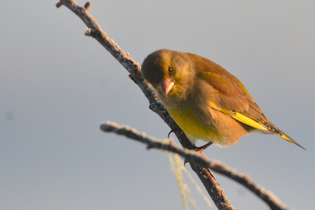 приветики - леонид логинов приветики - леонид логинов