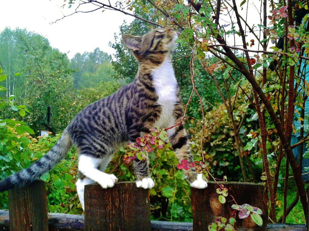 охотник - Владимир охотник - Владимир