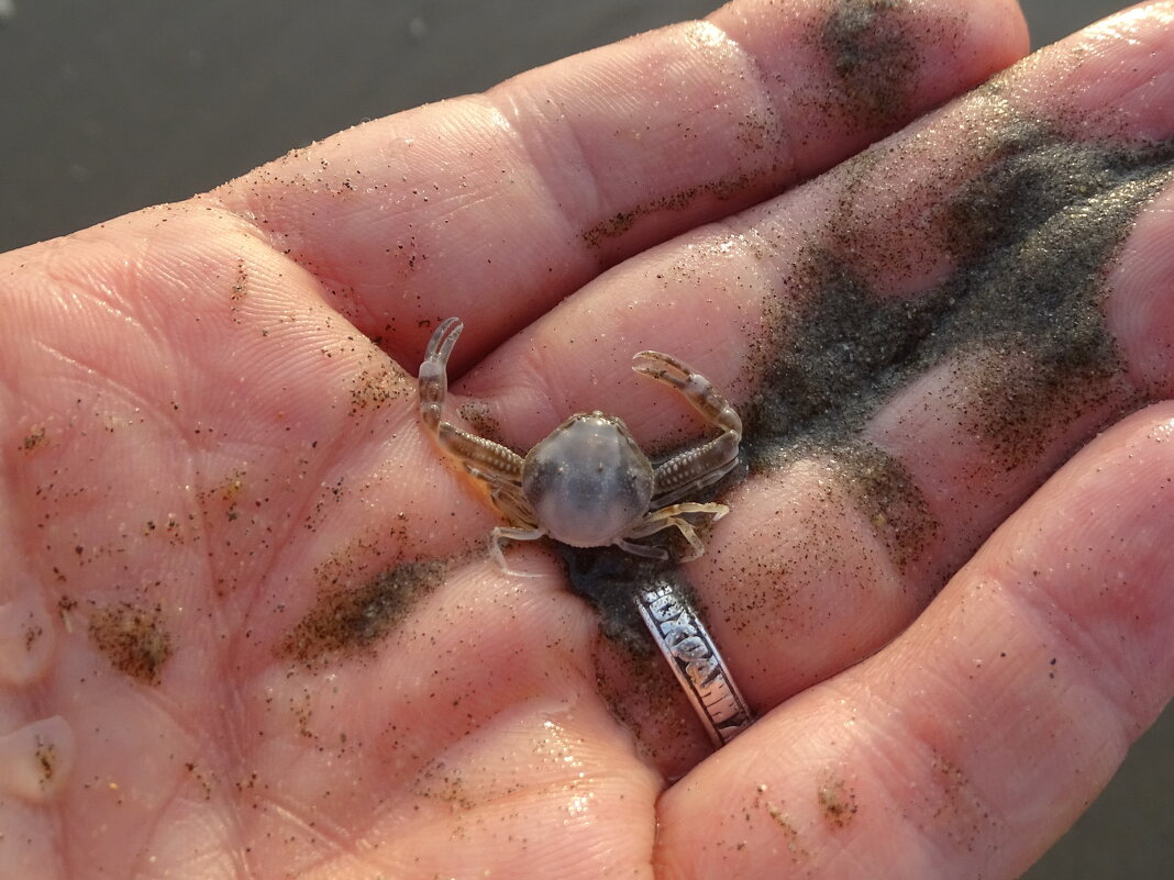 Не подходи, покусаю! - Павел Трунцев Не подходи, покусаю! - Павел Трунцев