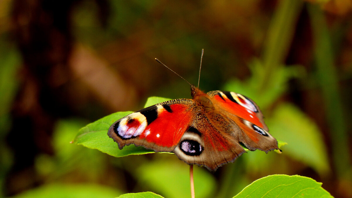 опять про бабочек 319 - Александр Прокудин