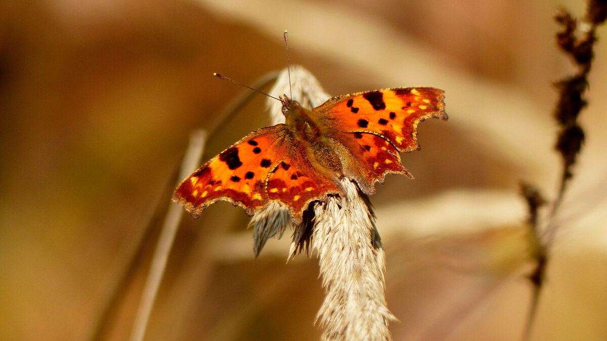 опять про бабочек 322 - Александр Прокудин