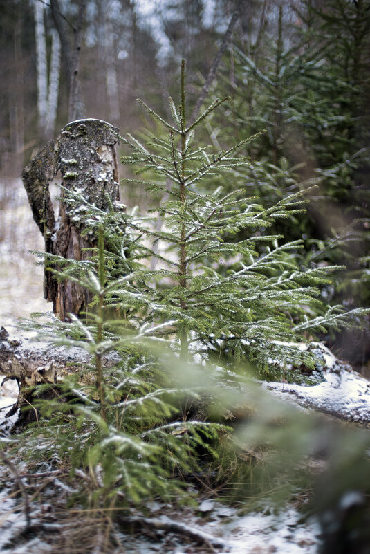 Зелёная была - sorovey Sol