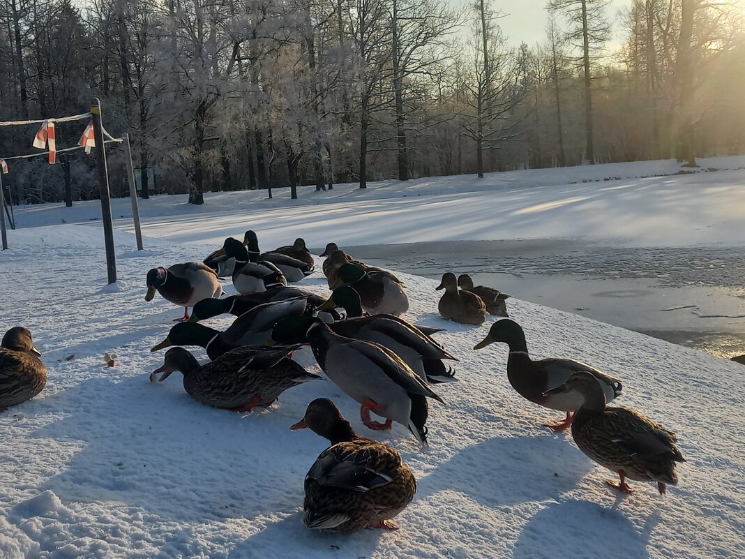 Утки - Сапсан 
