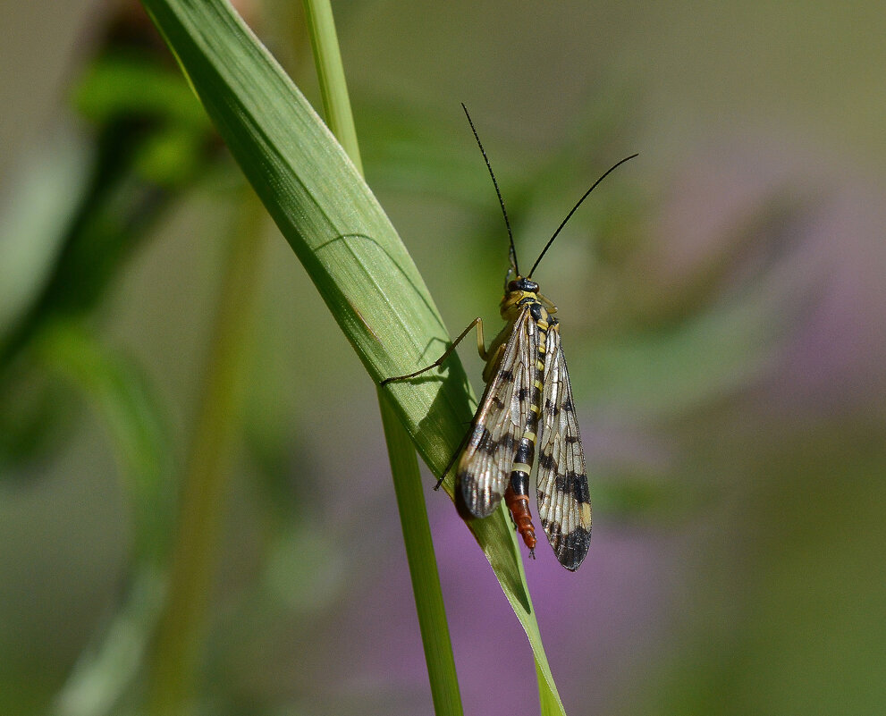 ... - civettina ... ... - civettina ...