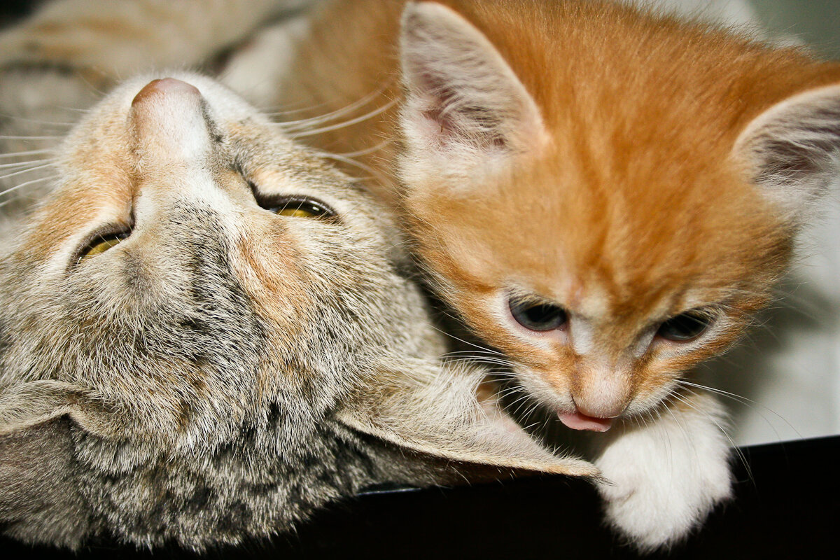 Мама.. дай я на ушко тебе скажу.. - Вячеслав Владимирович Мама.. дай я на ушко тебе скажу.. - Вячеслав Владимирович