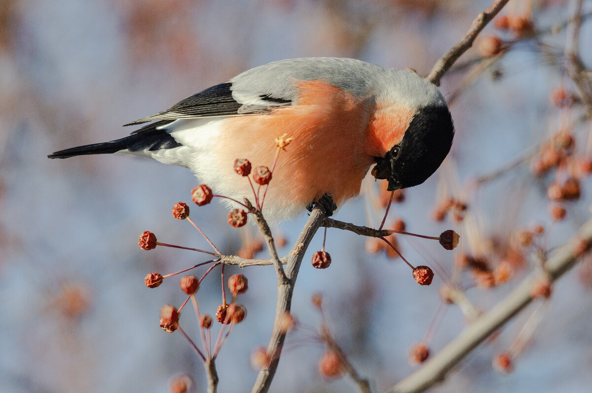 Снегирь. - Виктор Иванович Чернюк Снегирь. - Виктор Иванович Чернюк