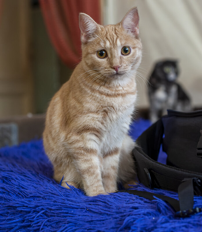 Ася. - Вадим Басов Ася. - Вадим Басов