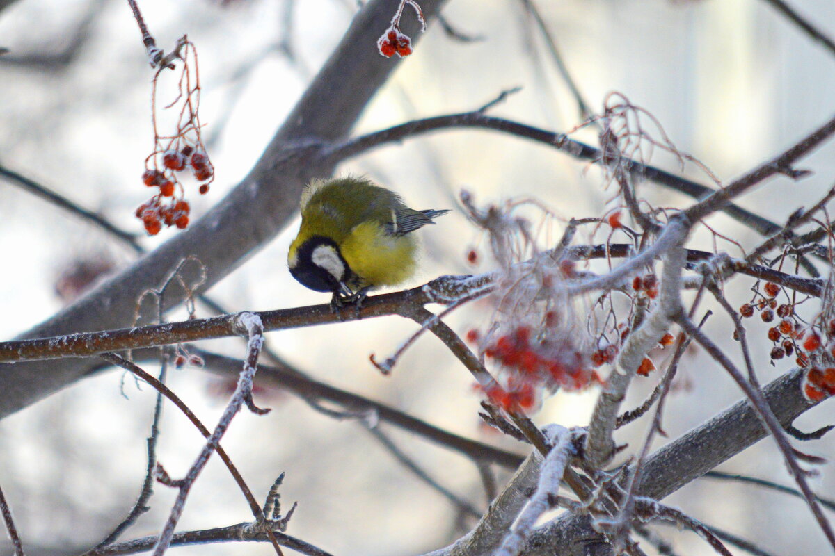 За трапезой в ветреный и морозный день - Татьяна Лютаева За трапезой в ветреный и морозный день - Татьяна Лютаева