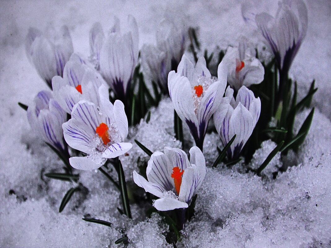Февральские красавцы - Людмила Смородинская