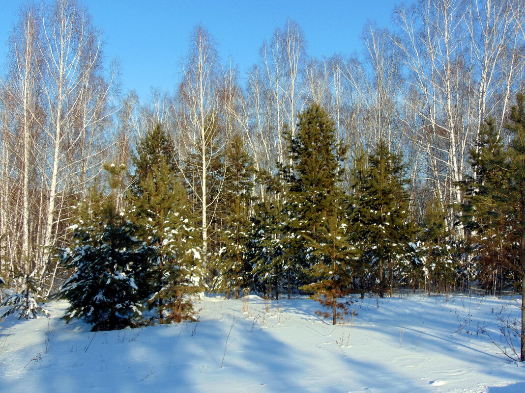 Солнечный денёк. - nadyasilyuk Вознюк Солнечный денёк. - nadyasilyuk Вознюк