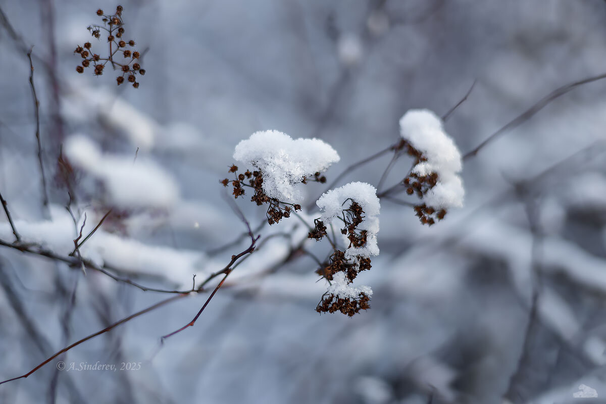 Сухостой под снегом - Александр Синдерёв