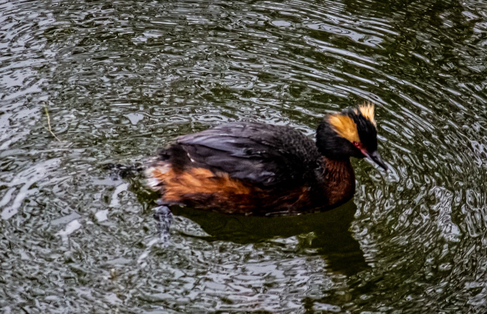 Красношейная поганка - Светлана SvetNika17 Красношейная поганка - Светлана SvetNika17