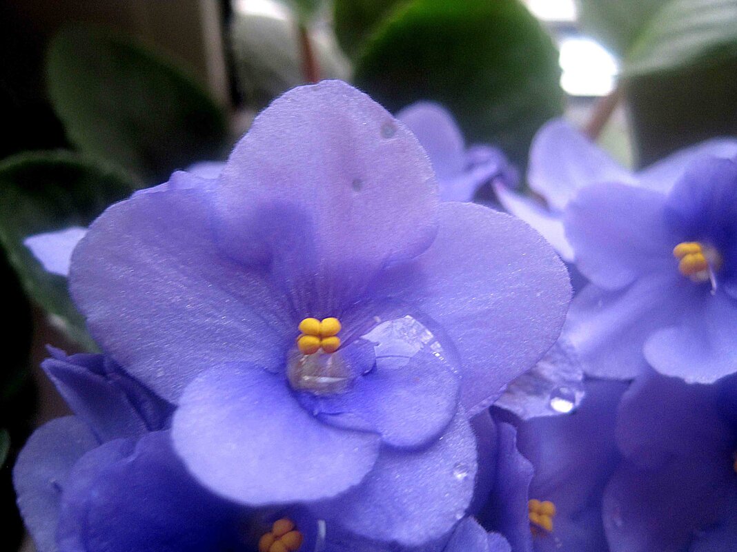 Фиалка - Елена Семигина Фиалка - Елена Семигина