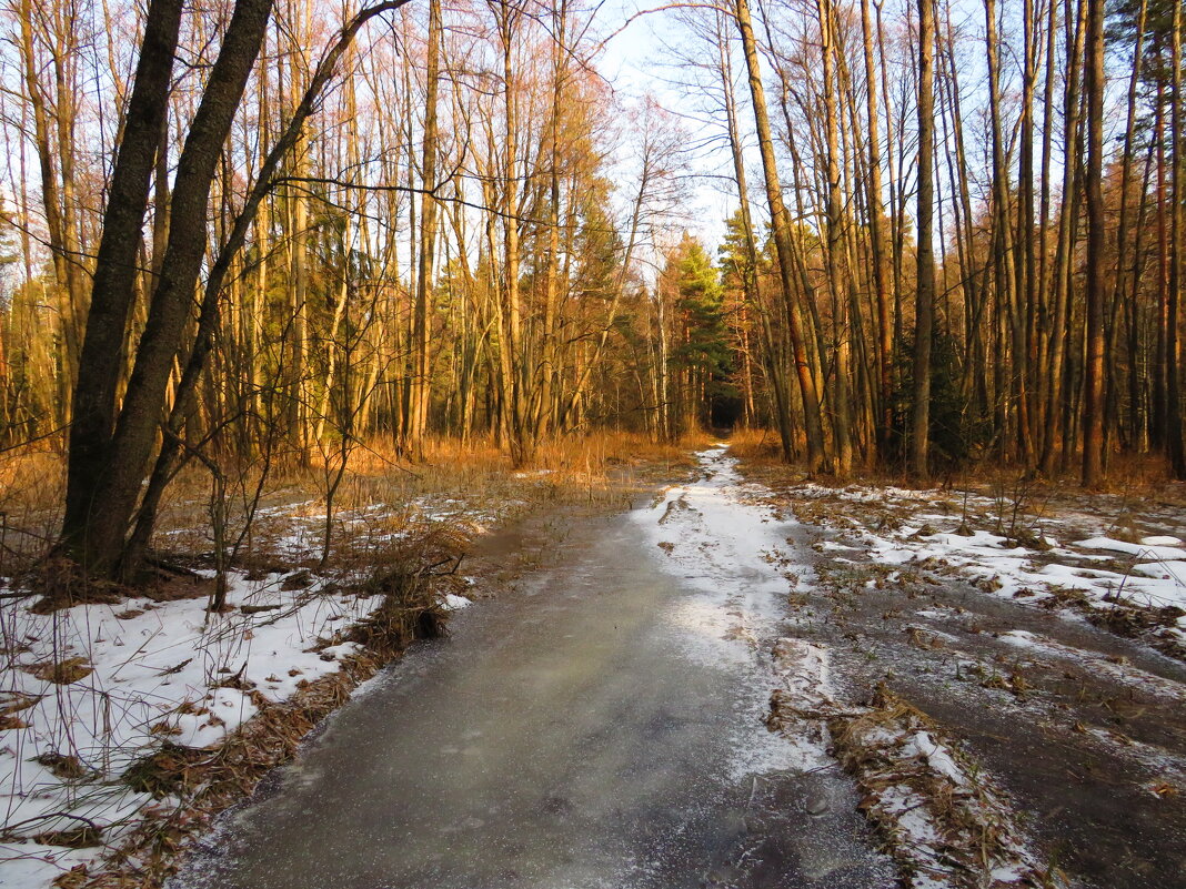 Лесная дорога - Андрей Снегерёв