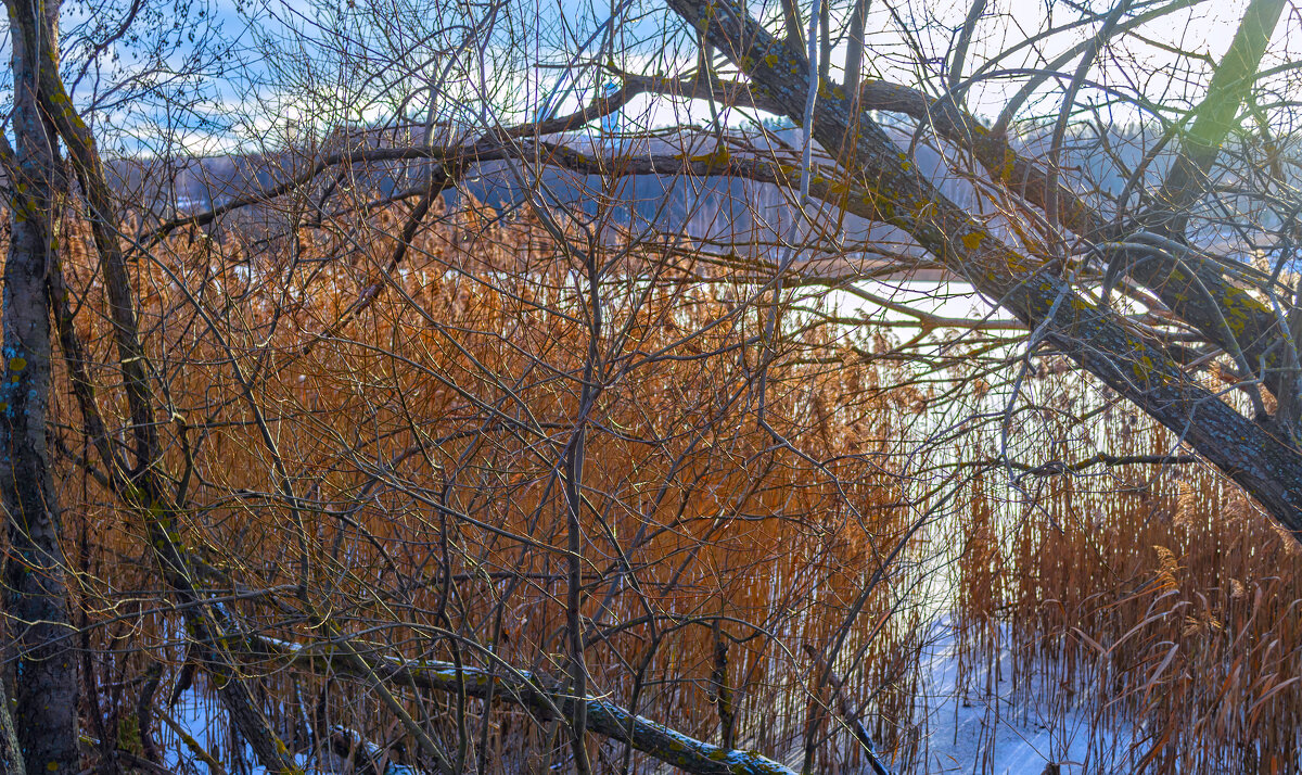 Камыш и ветви - Сергей Цветков