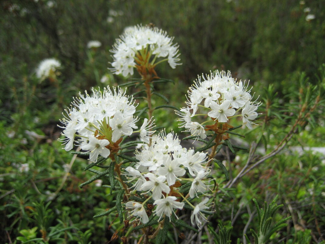 Багульник - Anna Ivanova Багульник - Anna Ivanova