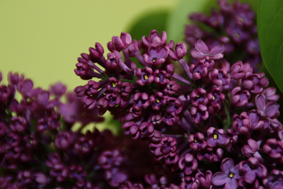 Одинокая ветка сирени.. - Леонид 