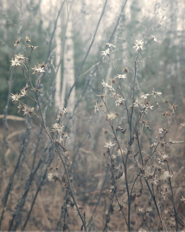 зимние цветы - Лера 
