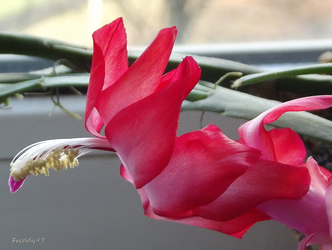 Декабрист - Freddy 97