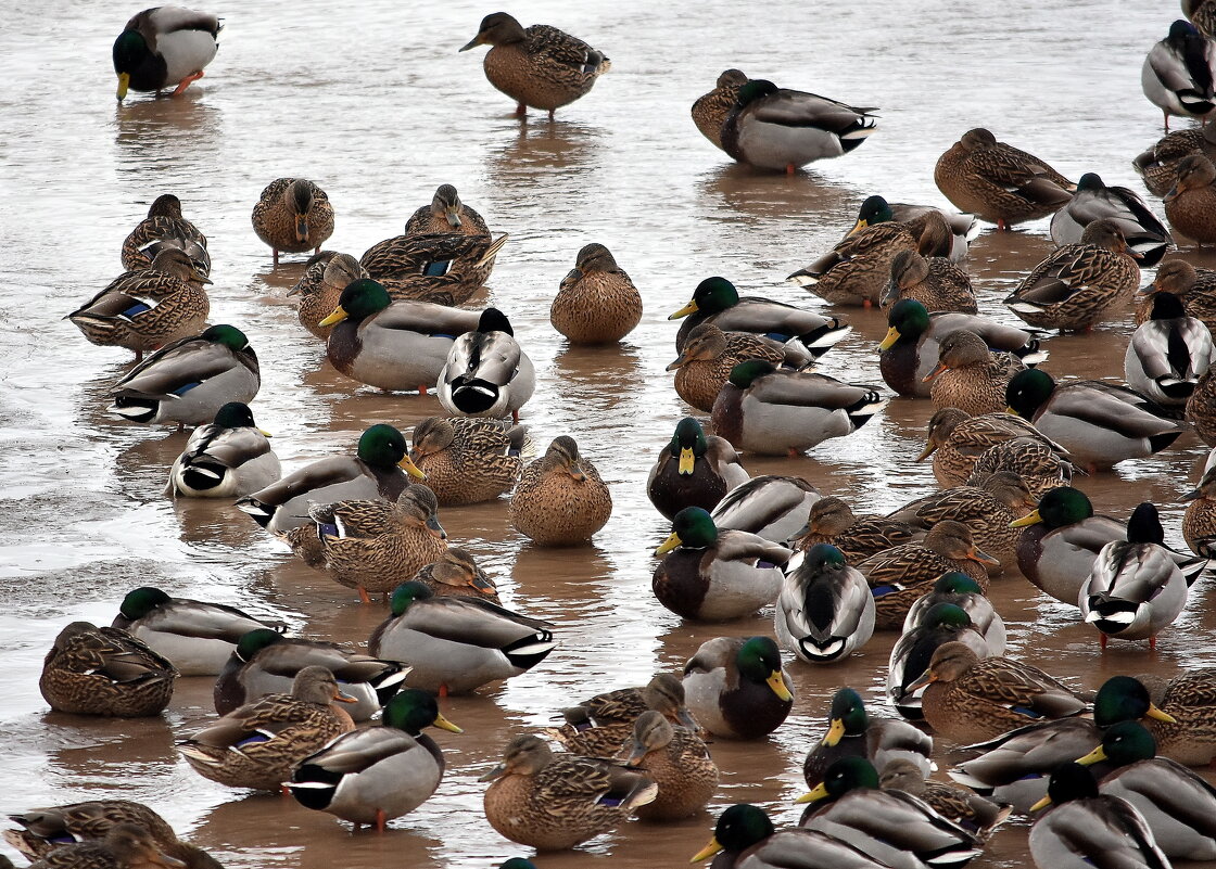 Утки - Алексей . Утки - Алексей .
