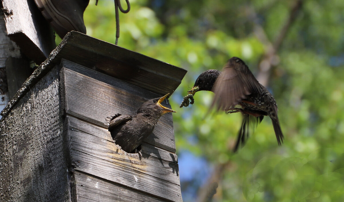 Скворец - краснов юрий Скворец - краснов юрий