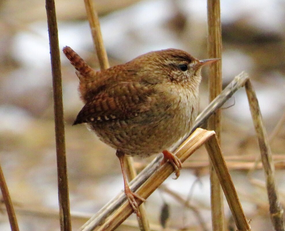 Крапивник - Андрей Снегерёв Крапивник - Андрей Снегерёв