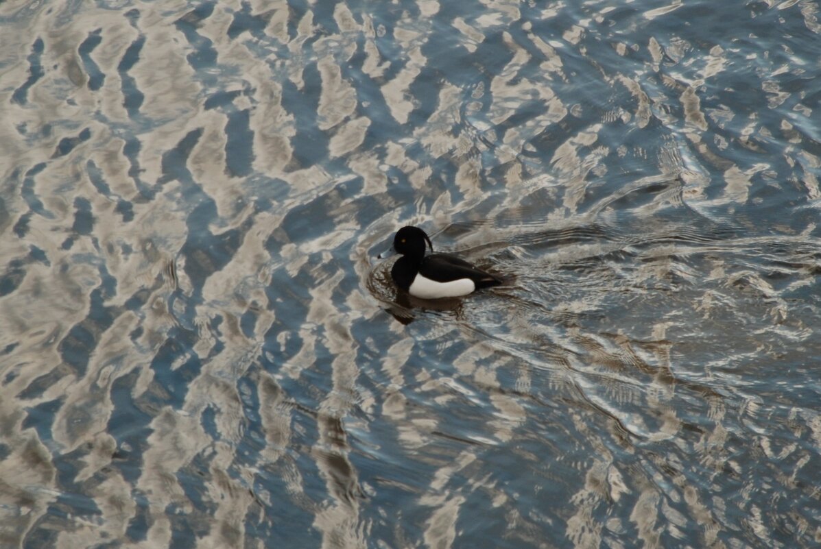 Московская февральская! - Анна Камс Московская февральская! - Анна Камс