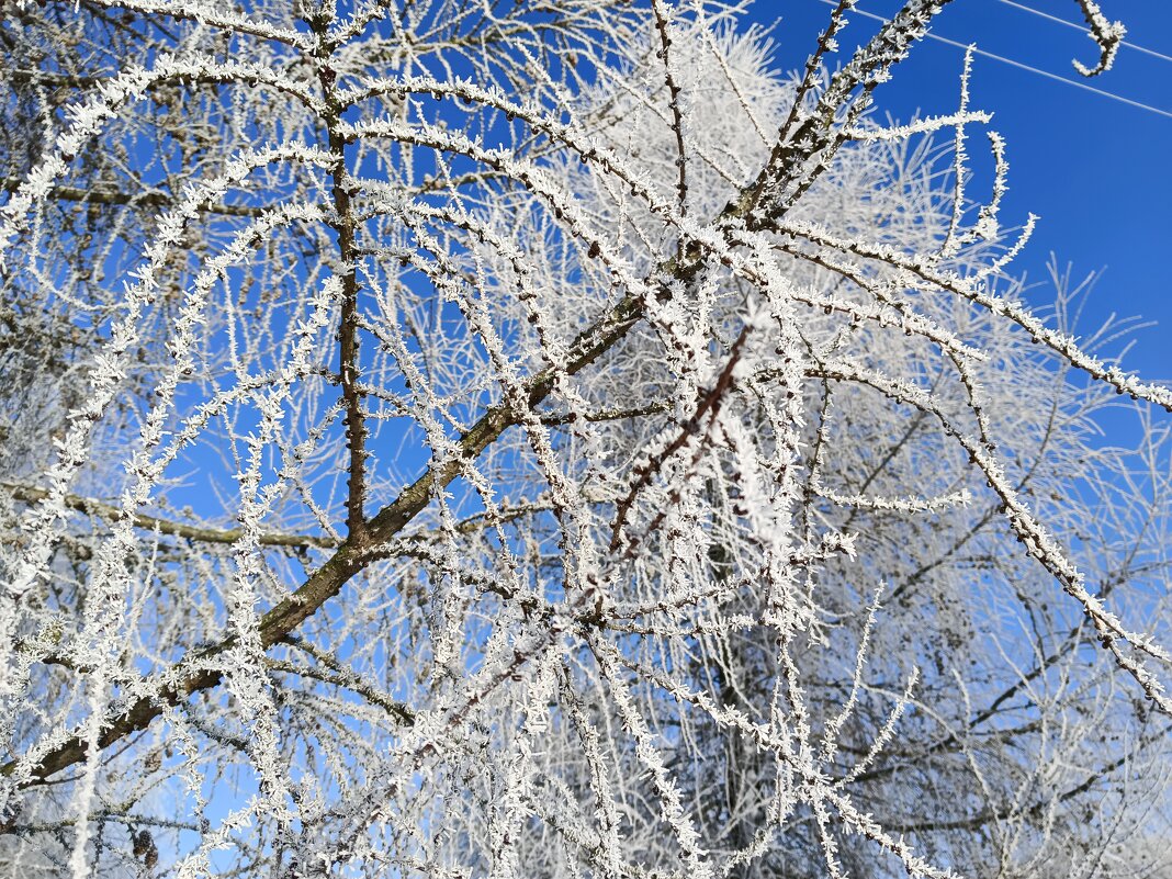 Узоры на фоне неба... - Мария Васильева Узоры на фоне неба... - Мария Васильева