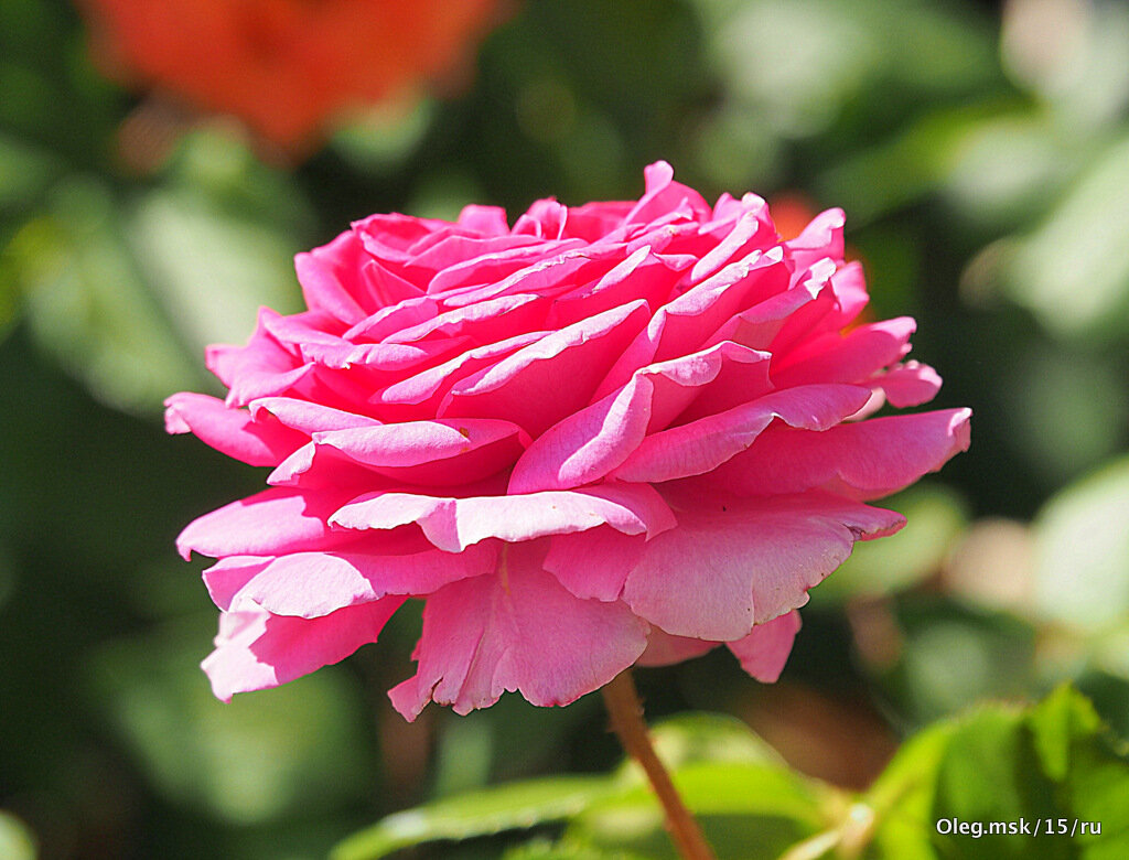 они на радость нам даны - Олег Лукьянов они на радость нам даны - Олег Лукьянов