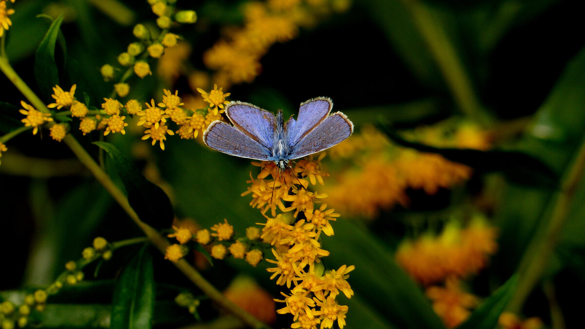 опять про бабочек 326 - Александр Прокудин опять про бабочек 326 - Александр Прокудин