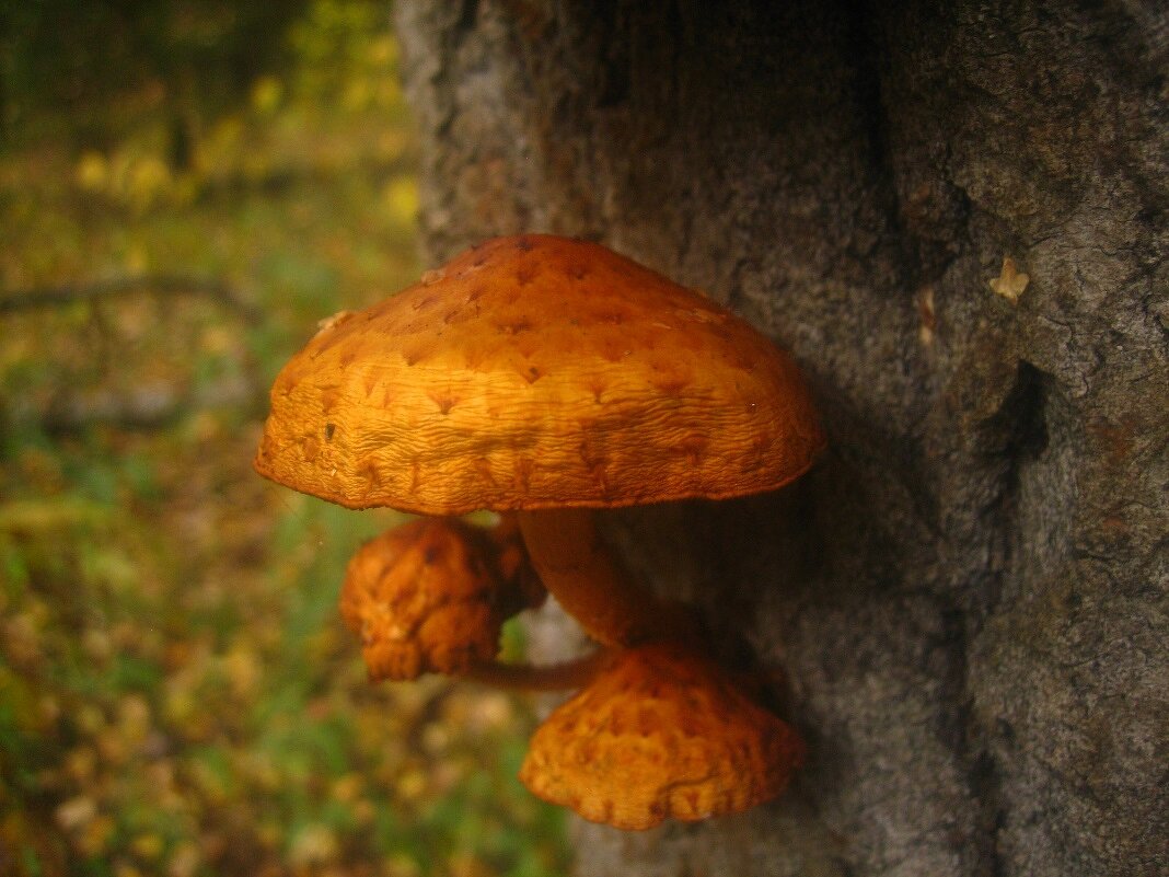 оранжевые грибы - Александр Кольцов оранжевые грибы - Александр Кольцов