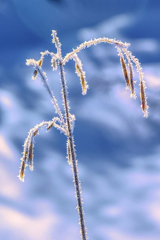 *** - Виктор Иванович Чернюк *** - Виктор Иванович Чернюк