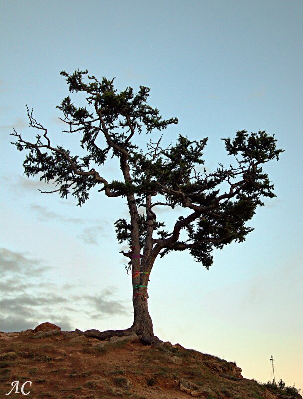 *** - Любовь Сахарова