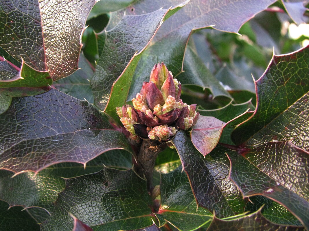 Магония набирает бутоны - Людмила Смородинская
