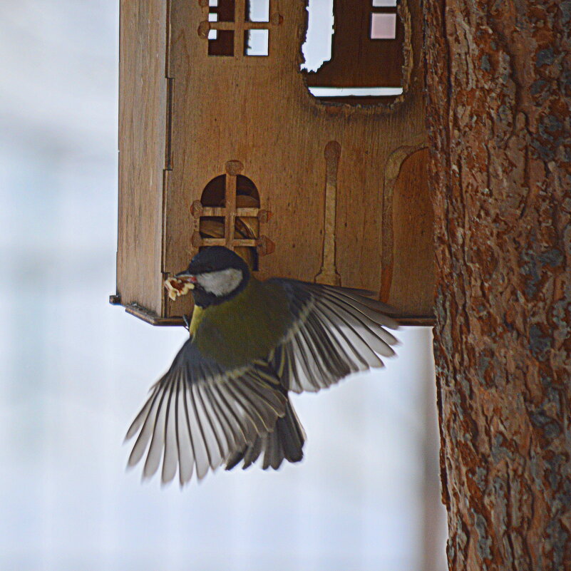 Домик с орешками - Татьяна Лютаева Домик с орешками - Татьяна Лютаева