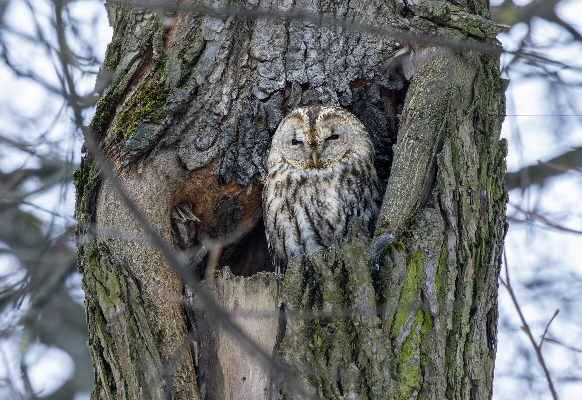 серая неясыть. - юрий макаров