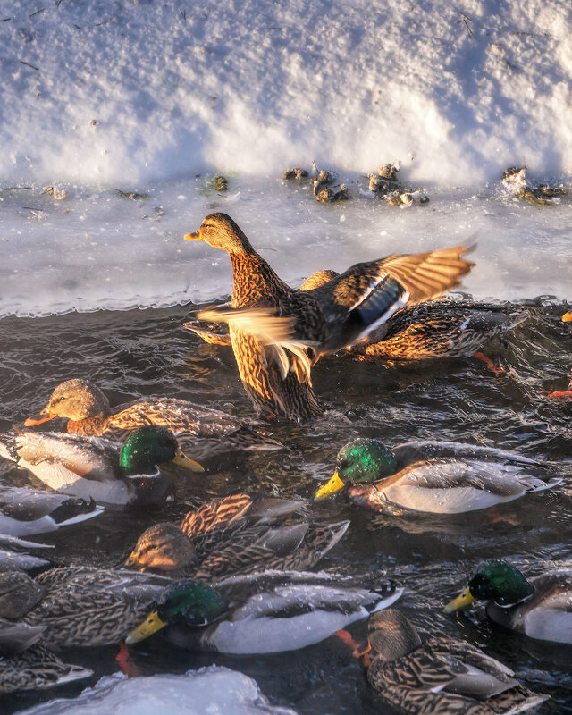 Про Птиц - Владимир Колесников