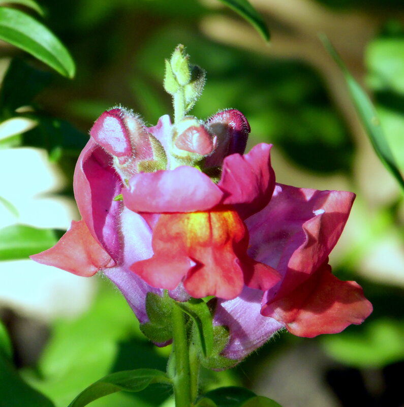 Львиный зев. - nadyasilyuk Вознюк Львиный зев. - nadyasilyuk Вознюк