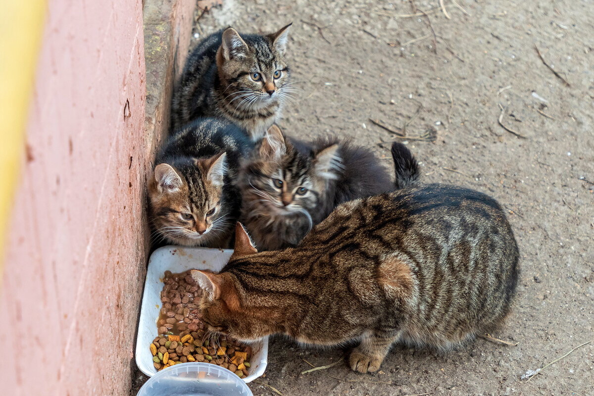 Семейный завтрак. - Анатолий. Chesnavik.