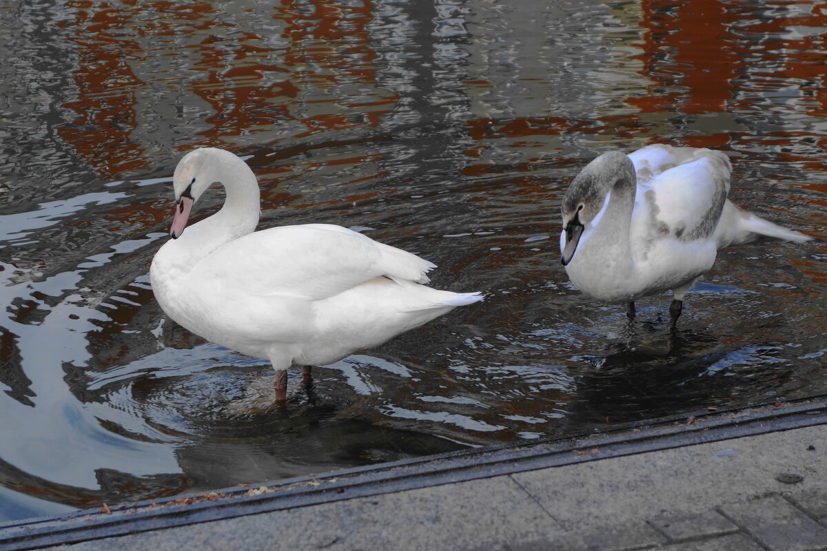 Лебеди на городском пруду - Рита Симонова Лебеди на городском пруду - Рита Симонова